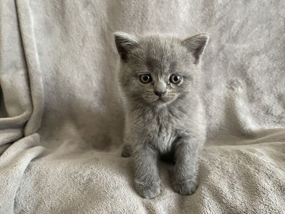 Кошенята шотландські висловухі, прямовухі Scottish Fold та Straight