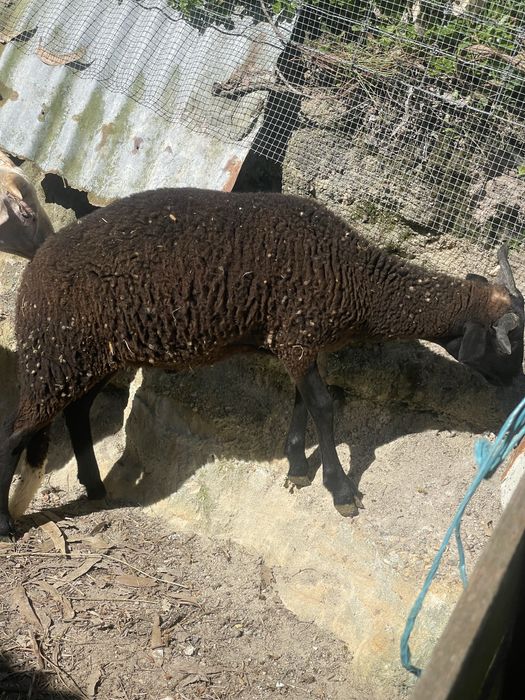 Vendo borregos bordaleiros