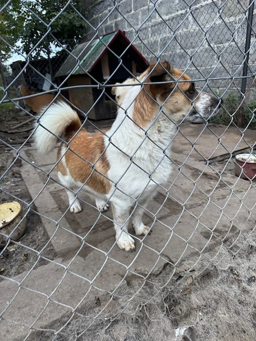 Oddam Pieska w dobre ręce