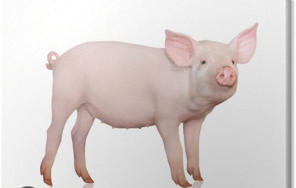 Tucznik Swinia na Wędliny