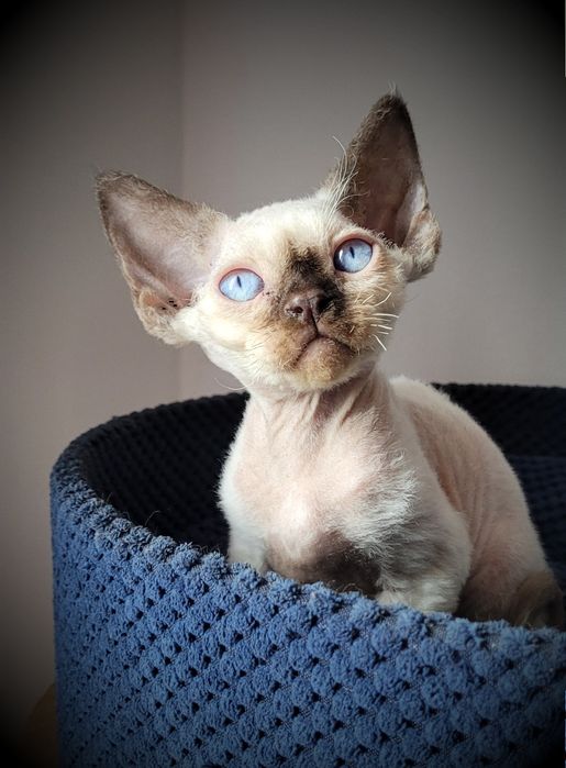Kociak Devon Rex - Felis Polonia