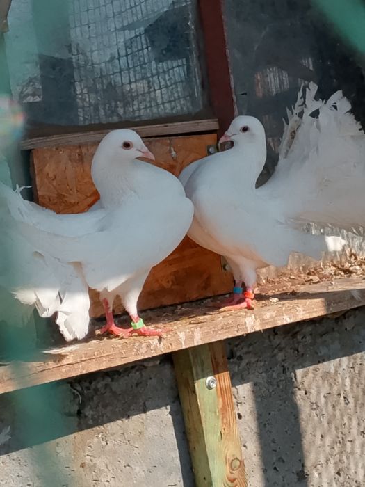 sprzedam gołębie