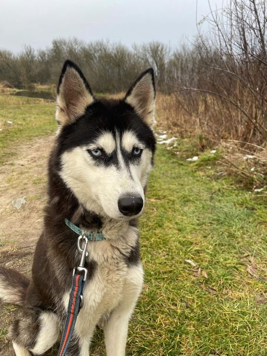 suczka w typie Siberian Husky