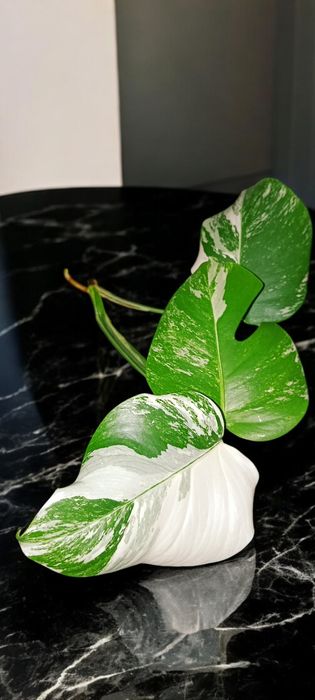 Монстера Альба/ Monstera Albo