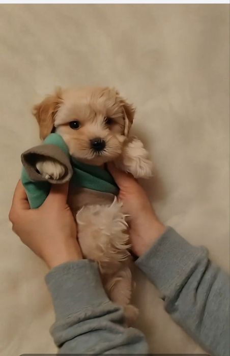 Кукольный малыш мальтипу Ф1