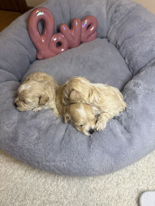 Шикарні карамельні міні мальтипу