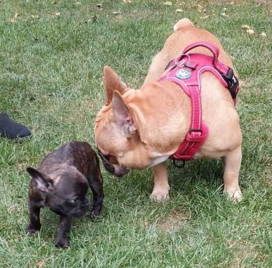 Buldog francuski reproduktor na sprzedaż