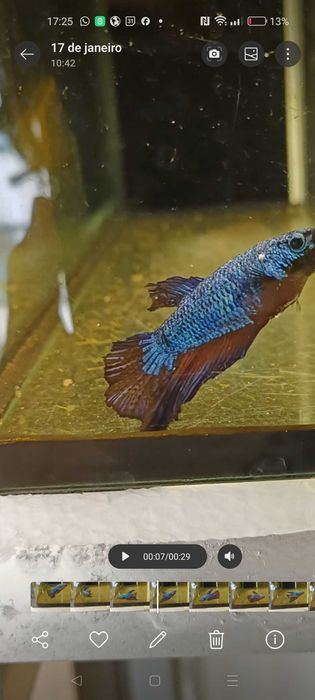 Fêmeas bettas halfmoon
