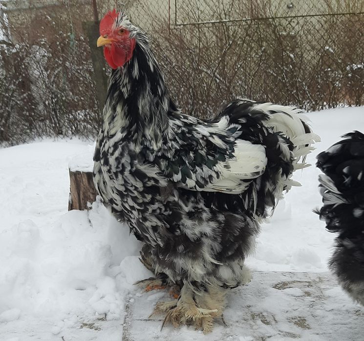 Кури.Мармуровий кохінхін.