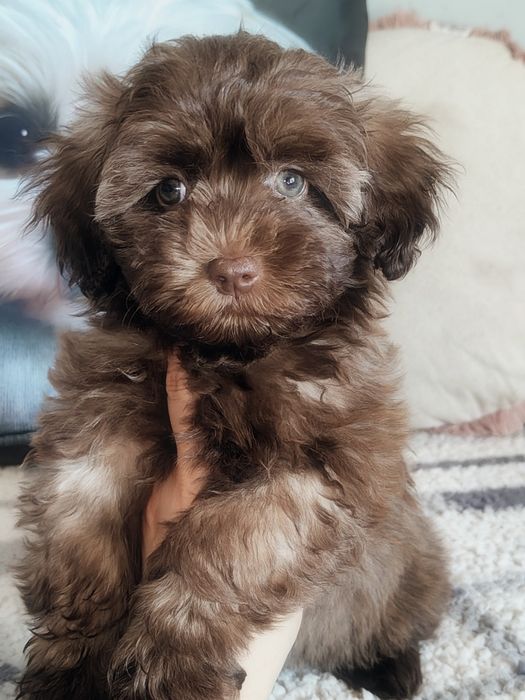 Wyjątkowa suczka Maltipoo F1 B więcej genów pudla