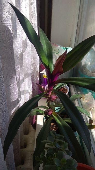 Алое вера (дітки, листя), Рео, Товстянка (грошове дерево)