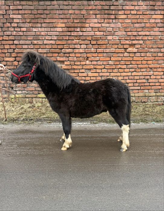 Pięknie malowany Kucyk