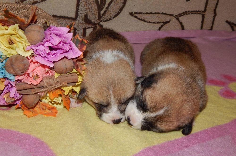 Мальчики Вельш Корги Пемброк