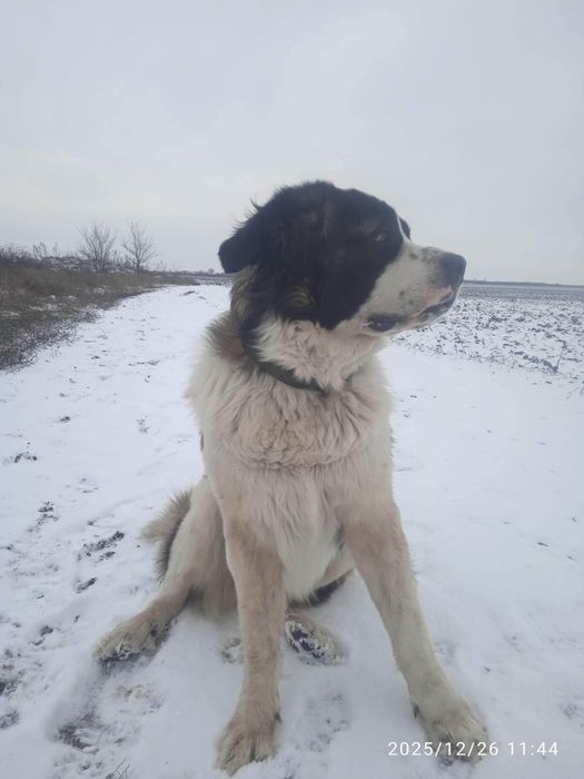 Ищем подругу для вязки