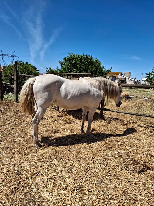 Cavalos para venda
