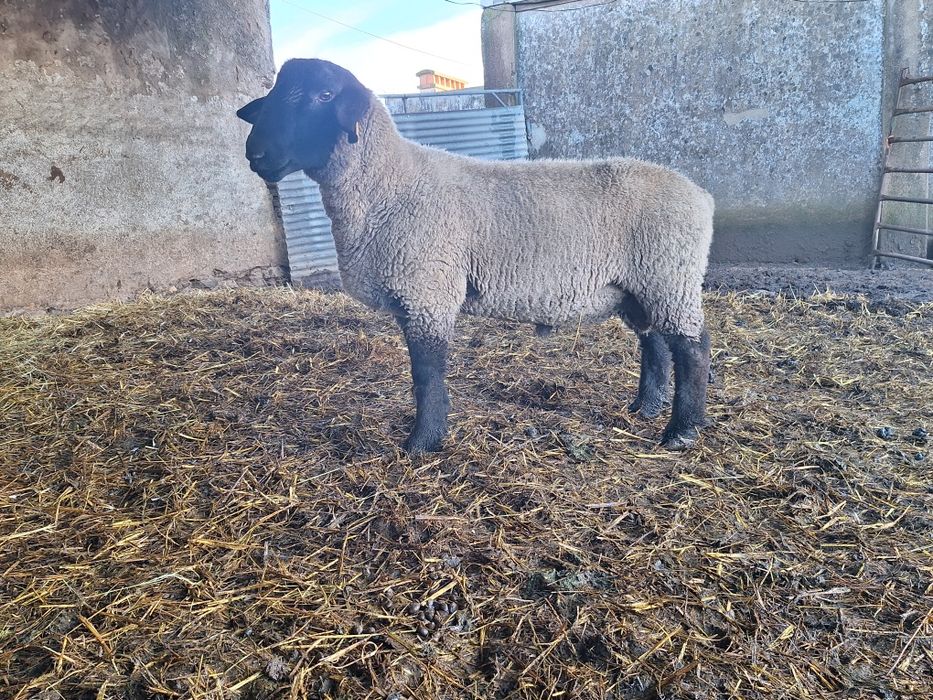 Carneiro suffolk inglês