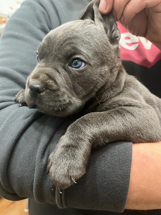 Cane Corso mocny pies