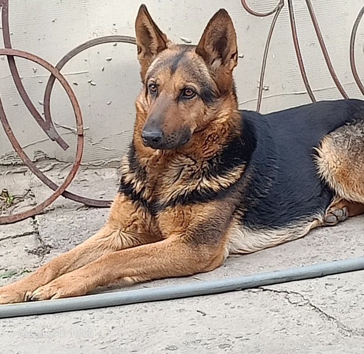 Щенок німецької вівчарки