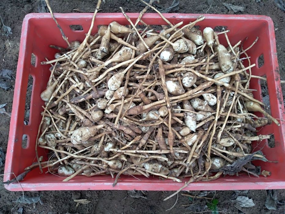 Topinambur do konsumpcji