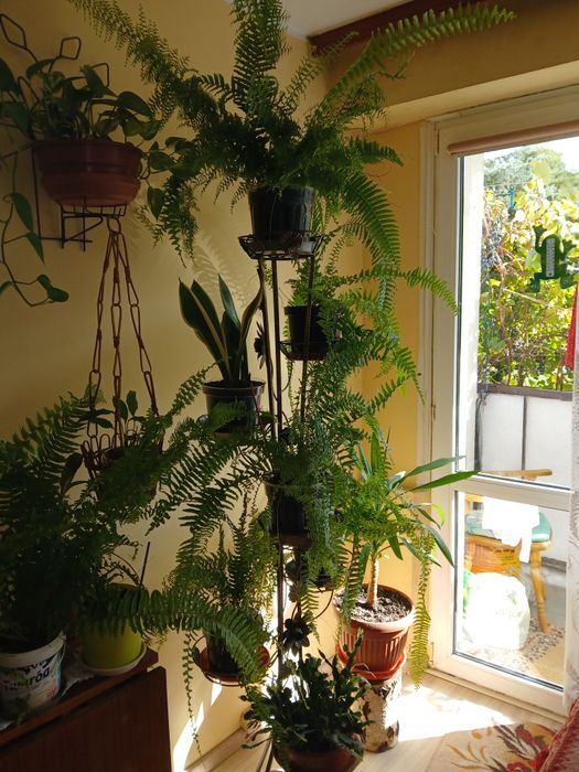 Sprzedam kwiaty doniczkowe