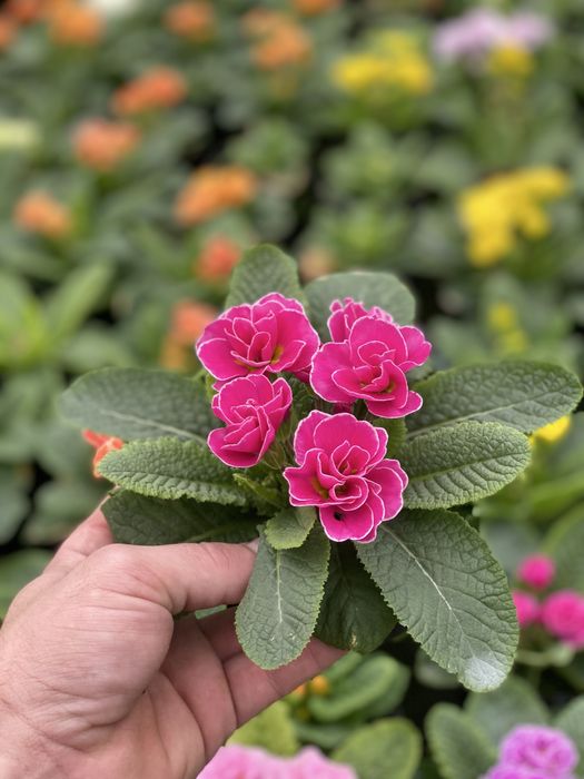 Продам примала оптом