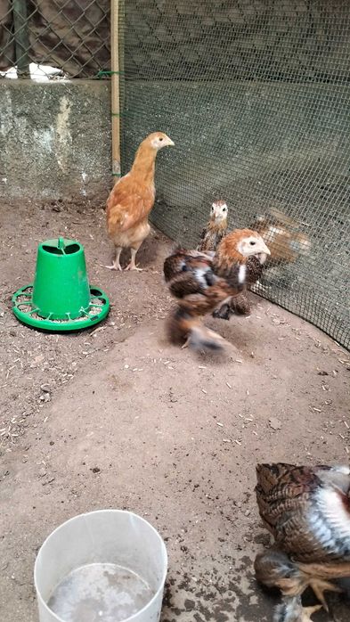 Pintainhos Brahma Perdiz