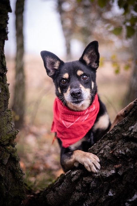 Pilne! Psi senior do adopcji! Mały, spokojny, czarny kundelek. Adopcja