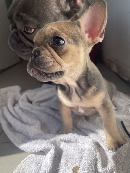 Filhote Fêmea de Bulldog Francês - Blue Tan