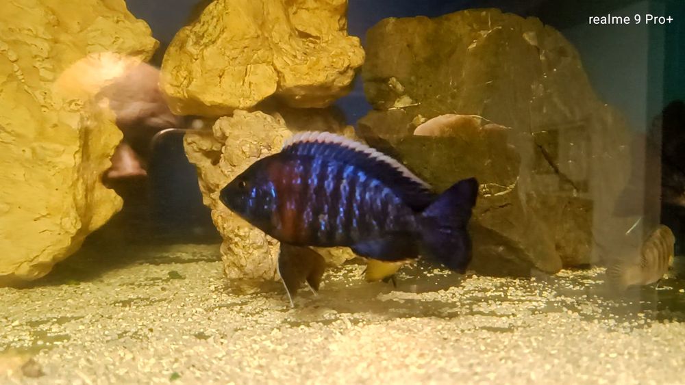 Aulonocara hansbaenschi