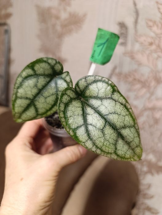 Філодендрон перець Крокатум, єпіпремнум Cintho Goldfinger сциндапсус