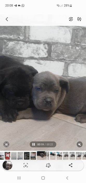 Цуценята кане корсо