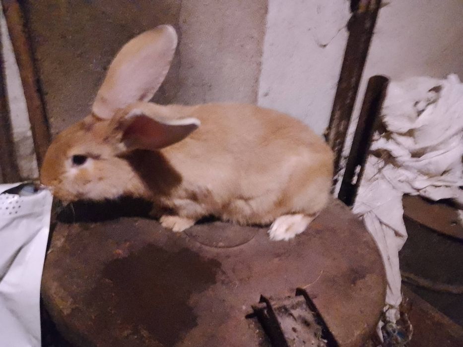 Królik króliki samica 2025r.