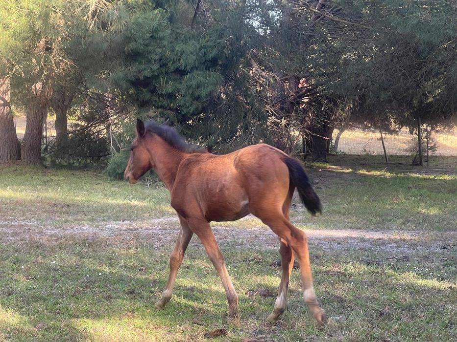 Lote de 5 eguas um cavalo lazão e uma poldra e um poldro de um ano