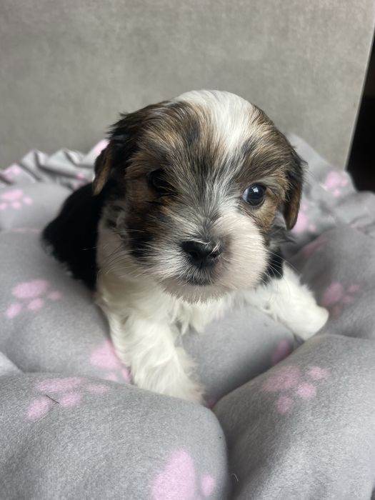 Flapi Tricolor Yorkshire Terrier piesek