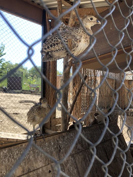 Фазани Королівські та Мисливські