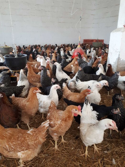 Kury nioski młode Rosa ogólnoużytkowe Dominant Messa Leghorn Sendy