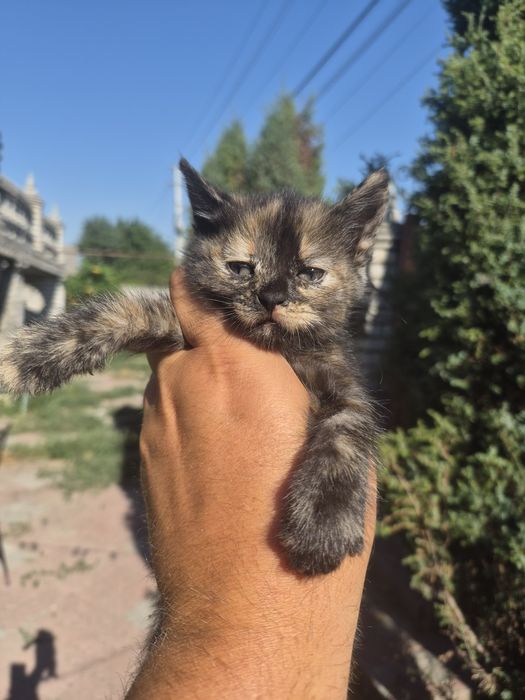 подарю котят срочно