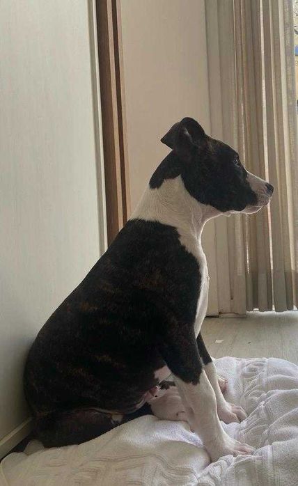 Filhote de 4 meses muito carinhoso