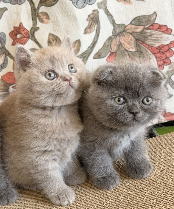 Породисті кошенята