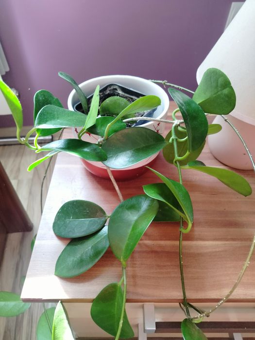 Hoja australis,hoja australis