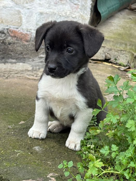Віддам цуценят в добрі руки