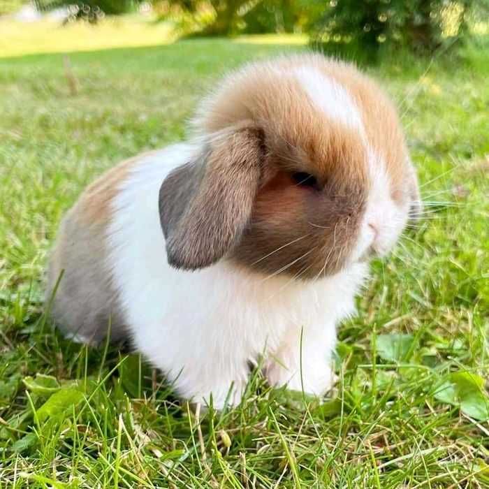 Coelhos anões+Gaiola nova+alimentação adequada