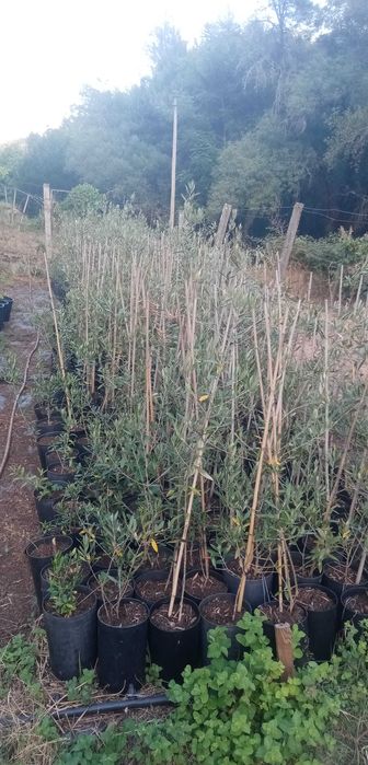 Oliveiras galegas baratas