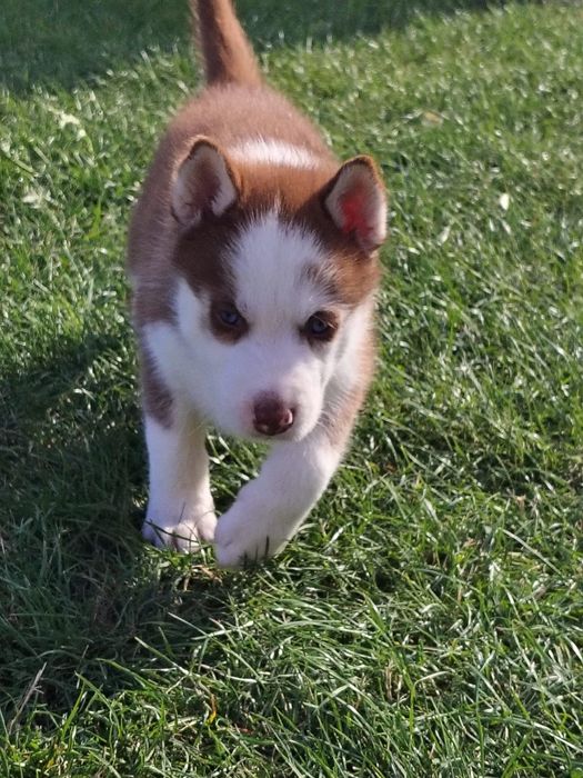 Szczeniak Syberian Husky