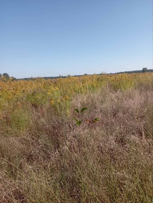 Земельна ділянка 18,45. Село Клочків Чернігівський район.