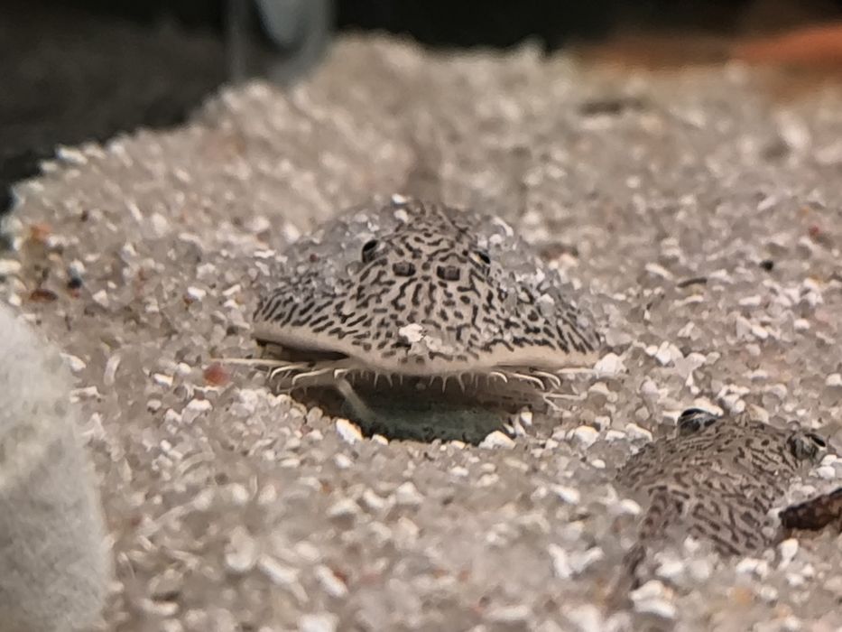 Aphitanos Real Venezuela