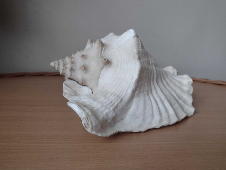 Akwarium muszla morska 23,5cm Warszawa