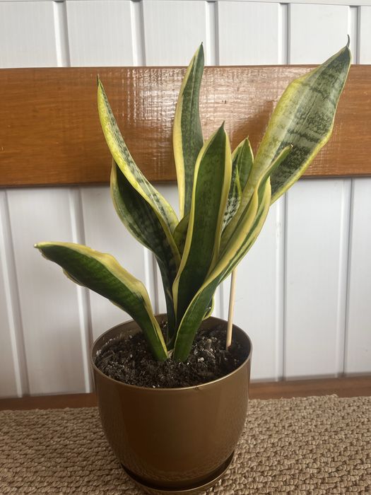 Кімнатна рослина сенсевієрія (щучий хвіст, тьощин язик без горшка