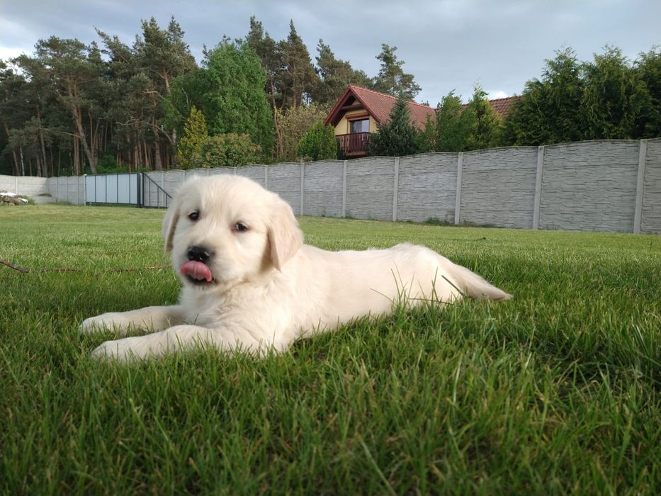 Golden Retriever   Rodowód