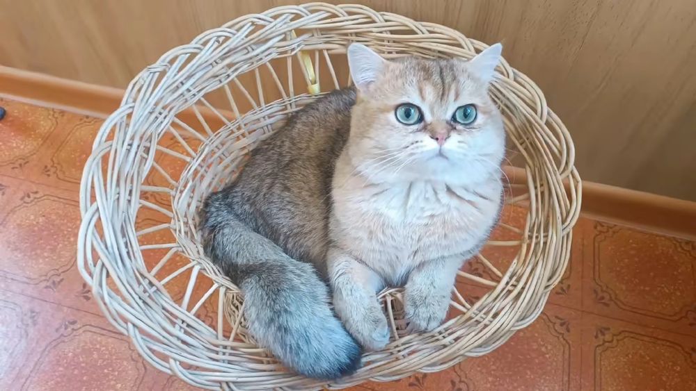Британский кот вязка .В окрасе золотая шиншилла